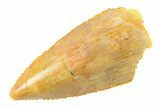 Serrated, Raptor Premaxillary Tooth - Real Dinosaur Tooth #285178-1